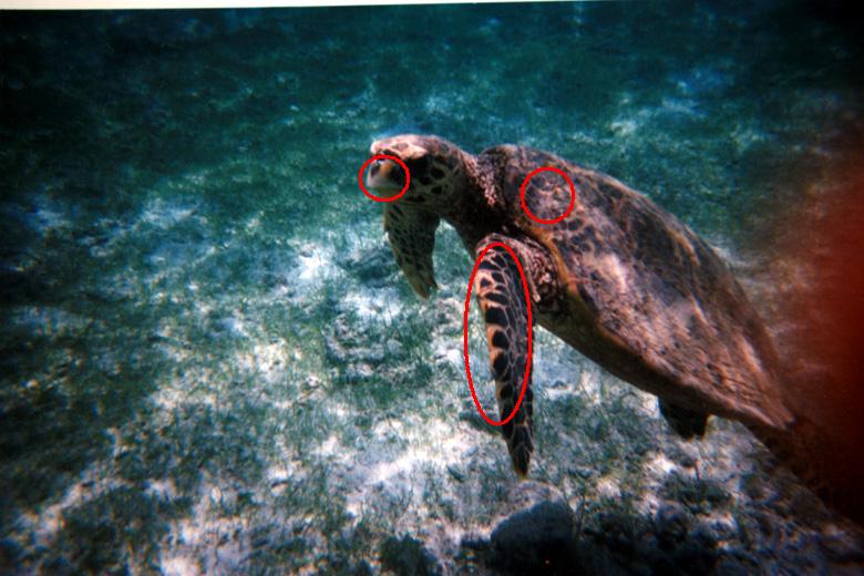 Caretta caretta
