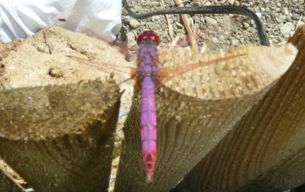 identificare - Trithemis annulata (maschio)