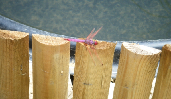 identificare - Trithemis annulata (maschio)