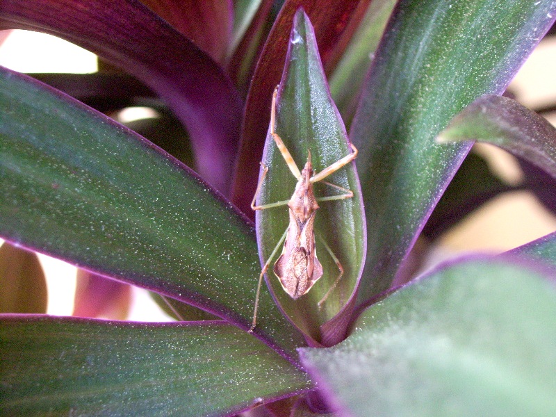 Heteroptera da identificare: Nagusta goedelii !!