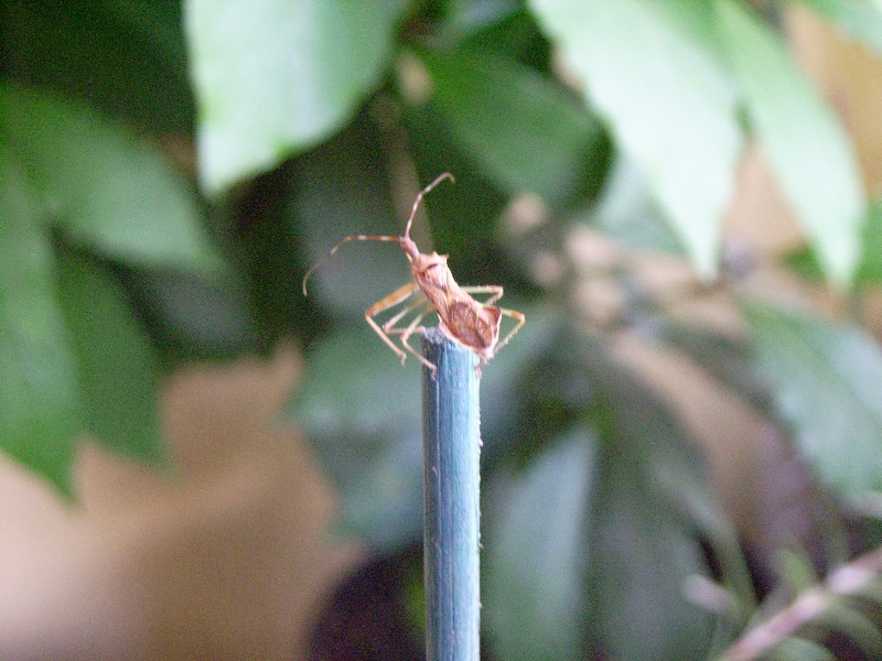 Heteroptera da identificare: Nagusta goedelii !!