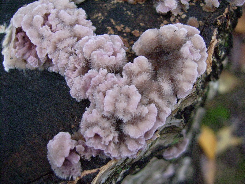 da determinare 1 (Chondrostereum purpureum)