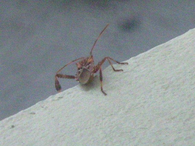 sul davanzale....... il solito Leptoglossus