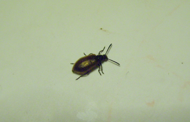 non riesco a identificarlo - Lagria sp.