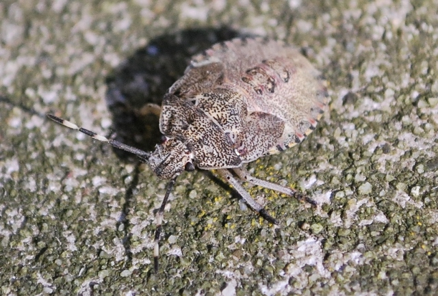 Pentatomidae: Arma custos dell''Emilia