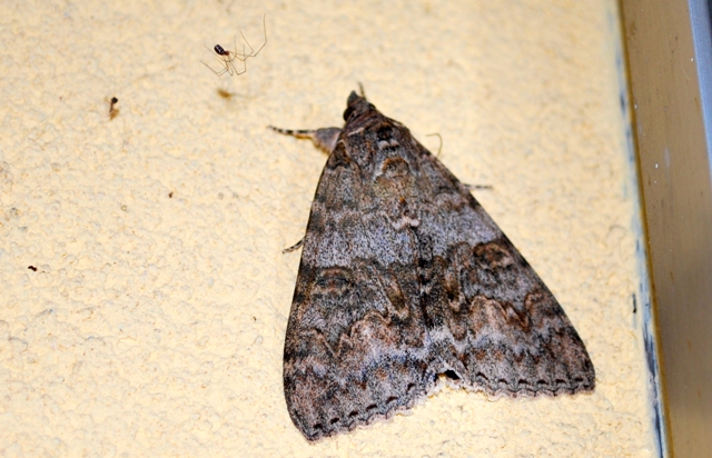 Catocala nupta