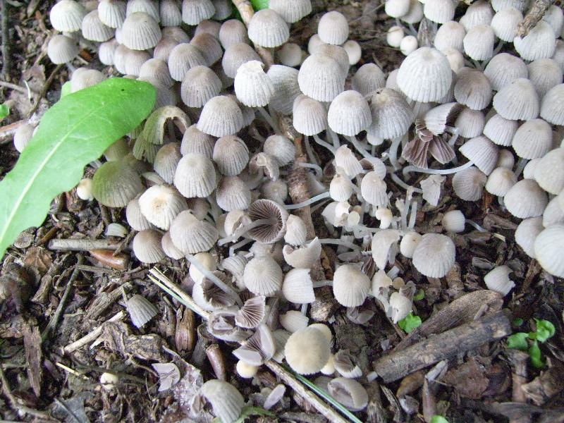 Coprinellus disseminatus