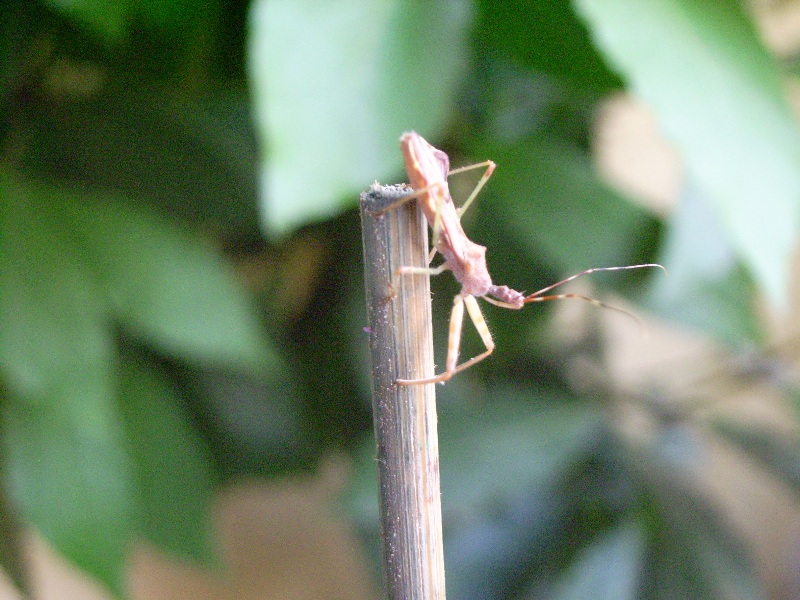 Heteroptera da identificare: Nagusta goedelii !!