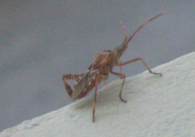 sul davanzale....... il solito Leptoglossus