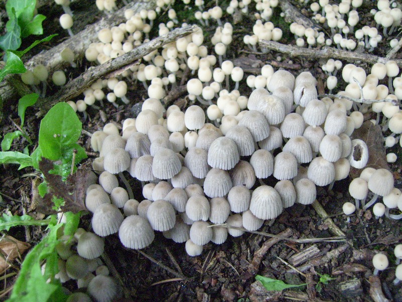 Coprinellus disseminatus
