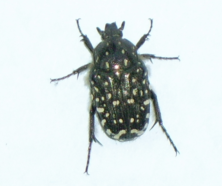 piccolo coleottero da identificare - Oxythyrea funesta