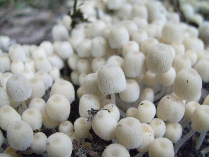 Coprinellus disseminatus
