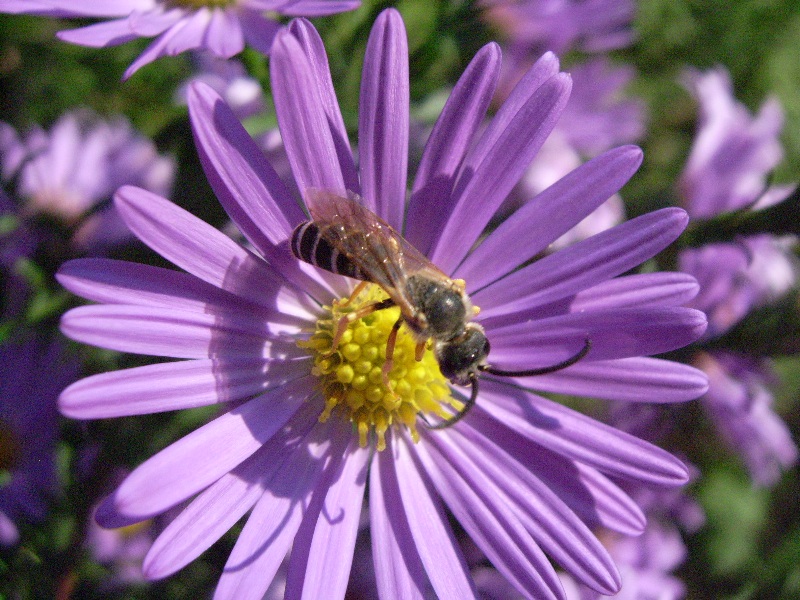 Halictus scabiosae maschio