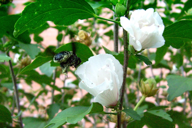 Xylocopa sp. (Apidae).