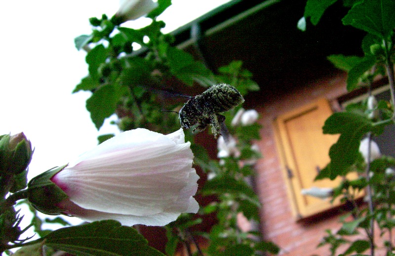 Xylocopa sp. (Apidae).