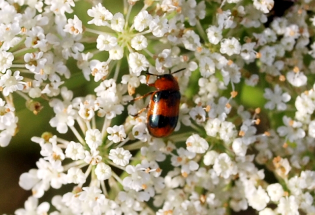 Coleotteri da determinare