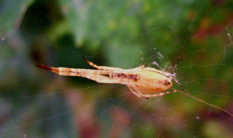 Uloborus sp