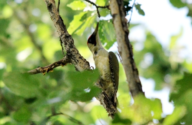 Picchio verde in sequenza