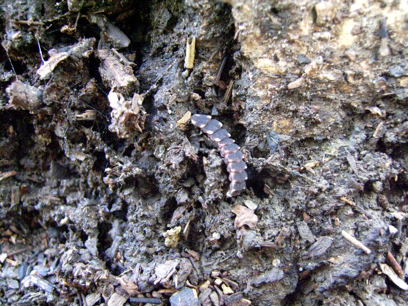 larva di Lampyris raymondi