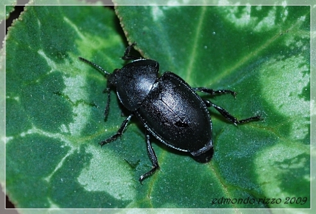 da determinare: Ablattaria laevigata