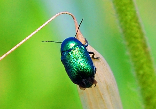 verde da determinare