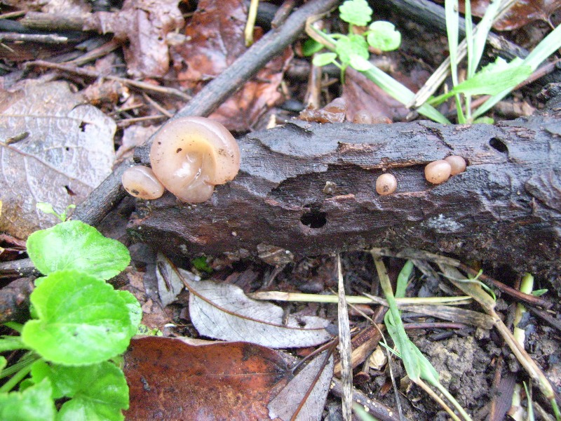 Primordi di Auricularia