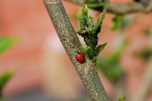 Coccinelle da determinare