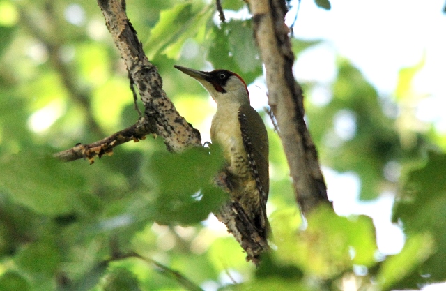 Picchio verde in sequenza