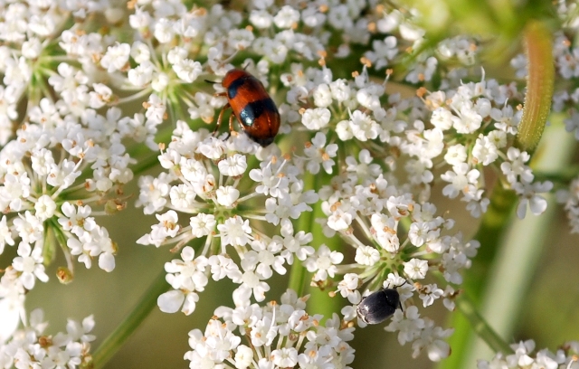 Coleotteri da determinare