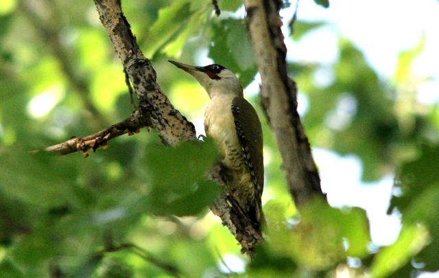 Picchio verde in sequenza