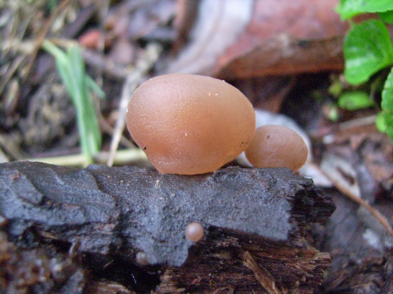 Primordi di Auricularia