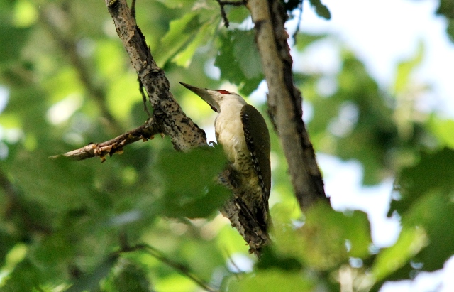 Picchio verde in sequenza