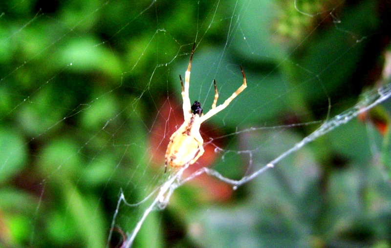Uloborus sp