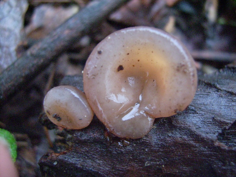 Primordi di Auricularia