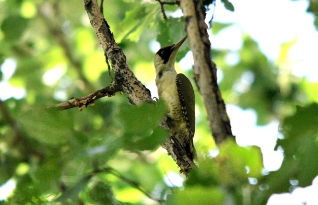 Picchio verde in sequenza