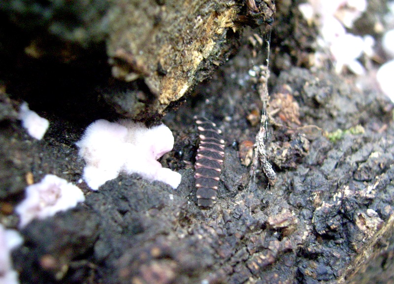 larva di Lampyris raymondi