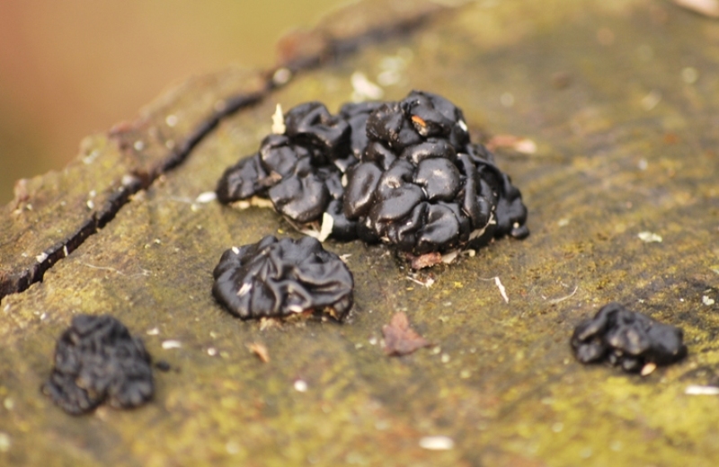 Exidia glandulosa