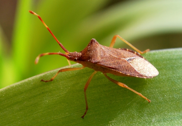 Gonocerus acuteangulatus