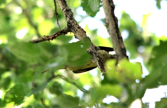 Picchio verde in sequenza