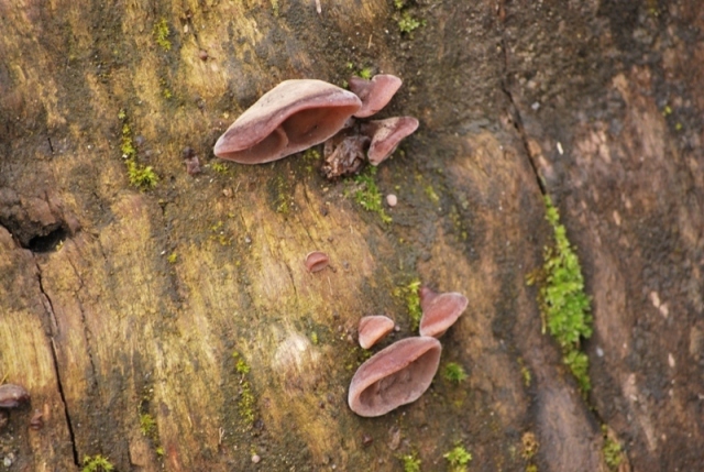 Auricularia auricula-judae