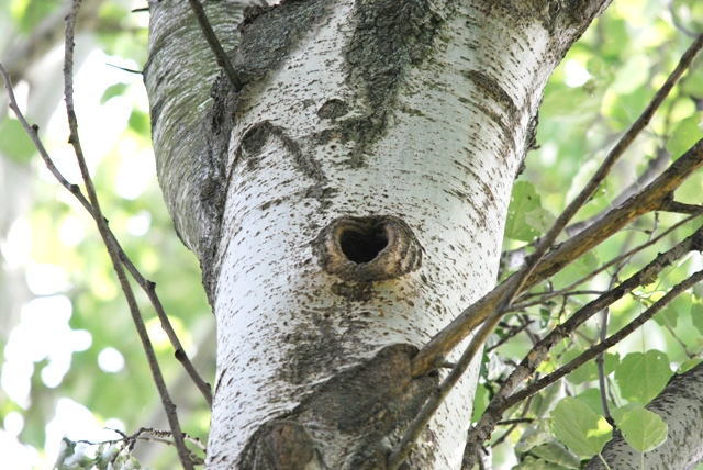 Picchio verde in sequenza