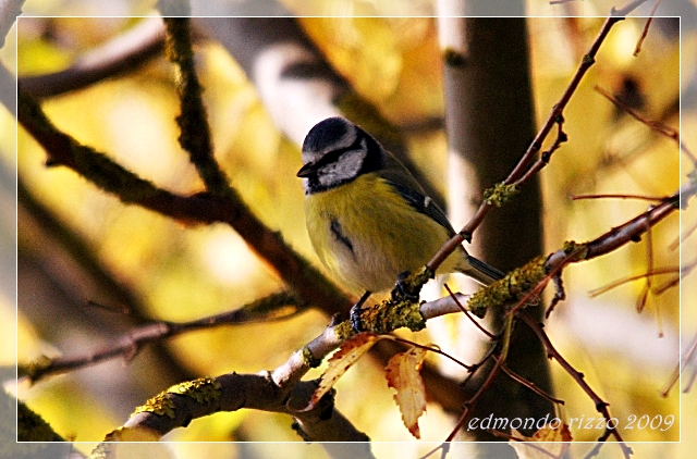 Cinciarella d''autunno