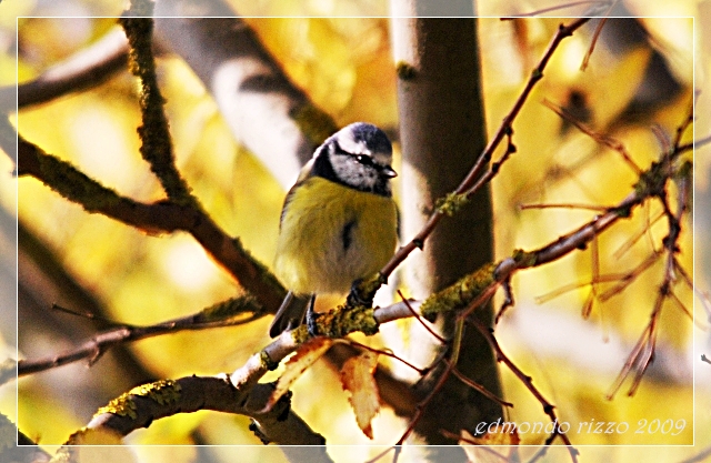 Cinciarella d''autunno