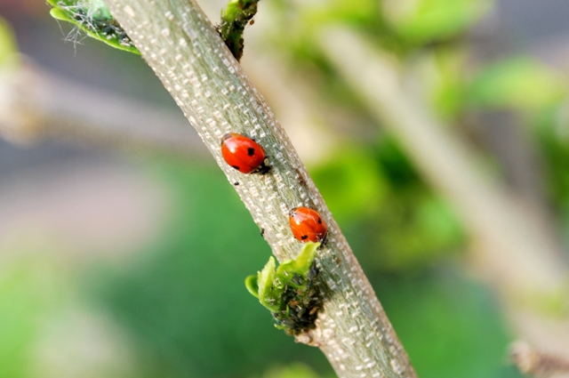 Coccinelle da determinare