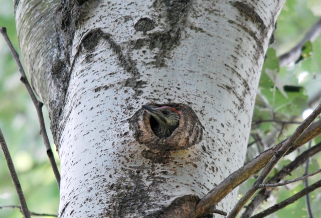 Picchio verde in sequenza