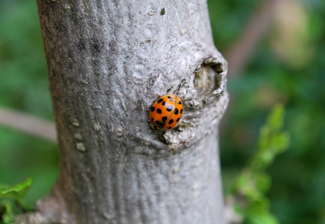 Coccinelle da determinare