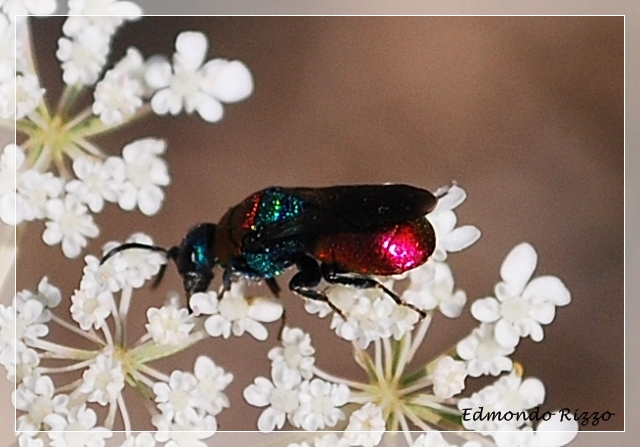Himenoptera - Chrysididae:  Hedychrum cfr niemelai
