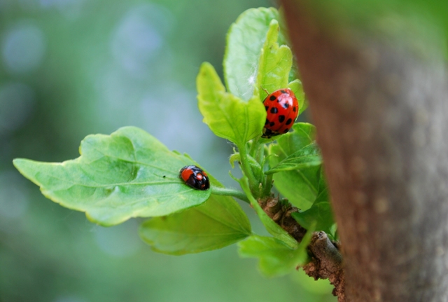 Coccinelle da determinare