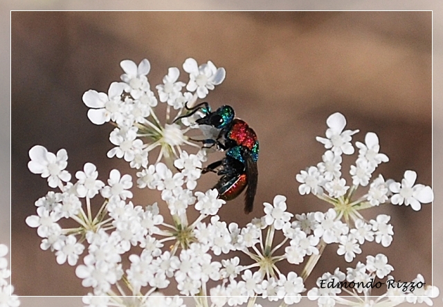 Himenoptera - Chrysididae:  Hedychrum cfr niemelai
