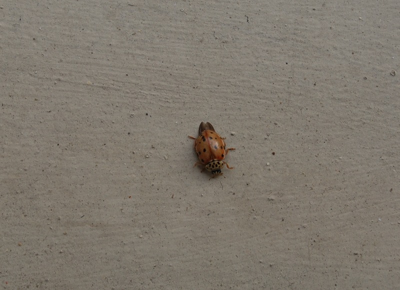 Harmonia quadripunctata